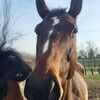 equusmiraculous